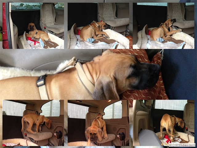 210913-Franz-die-Dogge-Collage-2