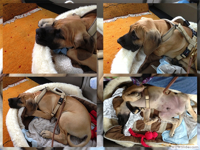 210913-Franz-die-Dogge-Collage 1