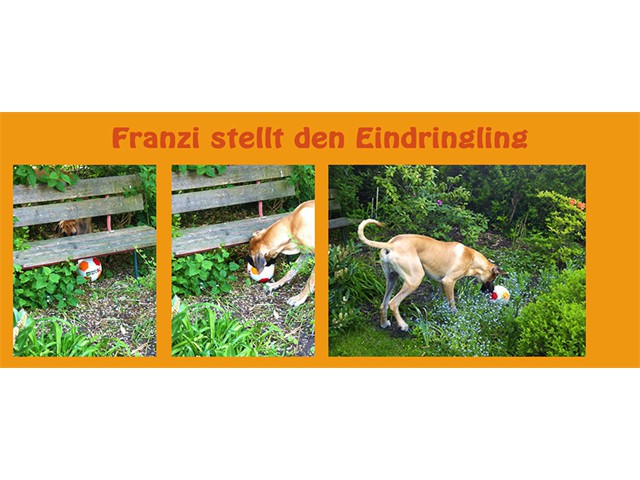 080514-Franzi-Fundballcollage1