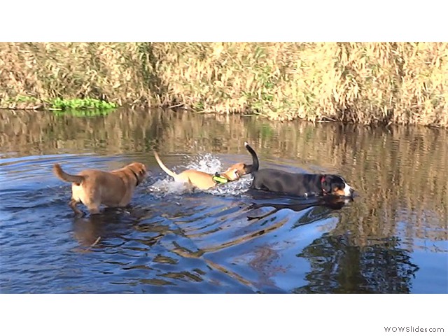 221013-Franzi,-Arni-und-Oskar-im-Wasser