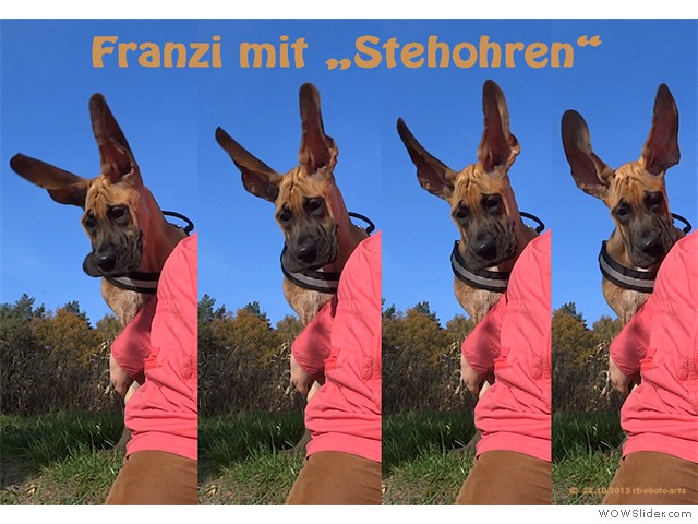 221013-Franzi-mit-Stehohren