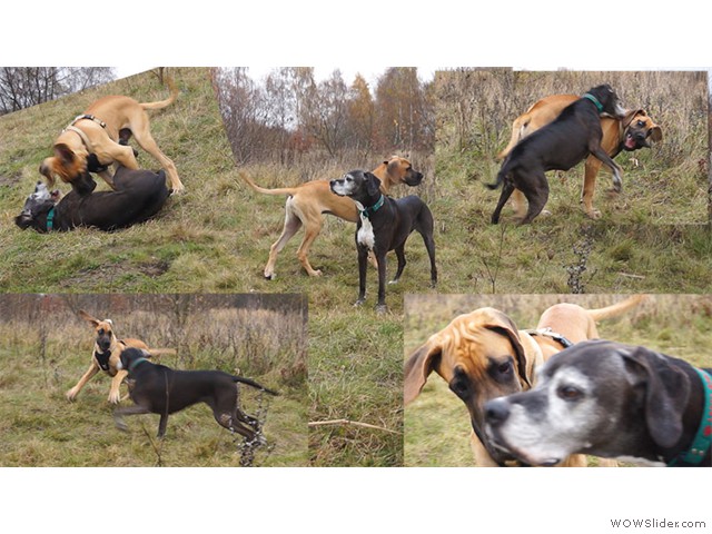 171113-Franzi-und-Lenny-Collage-1