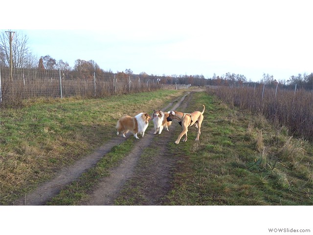 031213-Franzi-Collies-04